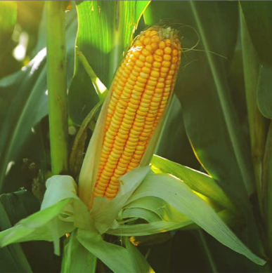 Кукуруза укроп. Maize Flex Corn. Corn кукуруза в торговом центре. Maize Slim вьетнамский. Кукуруза 4 метра РБ.